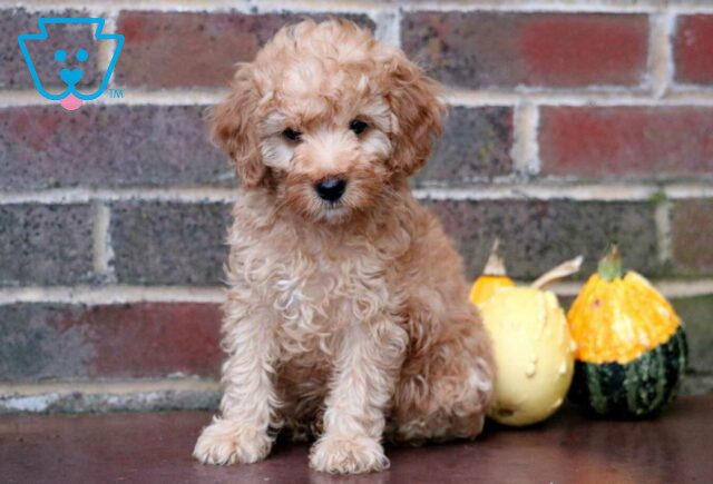 Archie Toy Goldendoodle2 image