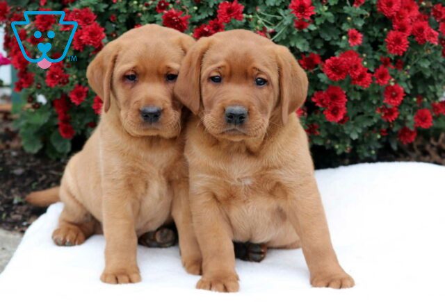 B Litter Fox Red Lab image