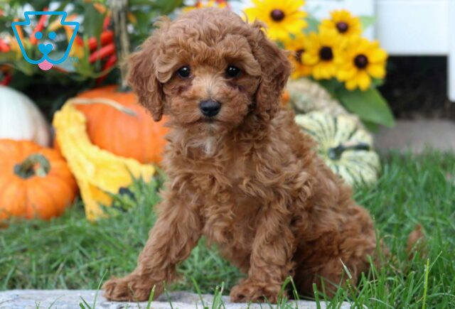 Beauty Poodle Mix image