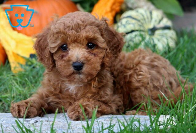 Beauty Poodle Mix2 image