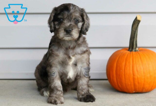 Birdie Cockapoo image