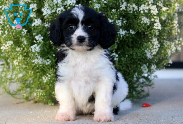 Bitsie Cavachon image