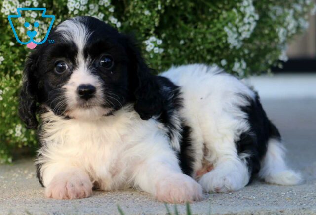 Bitsie Cavachon2 image