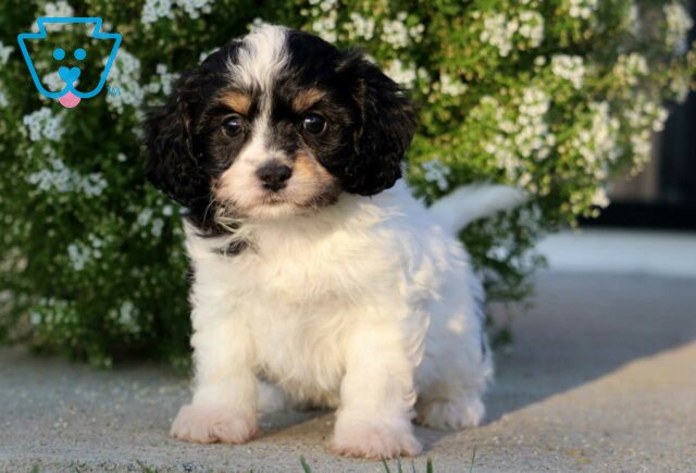 Blu Cavachon image