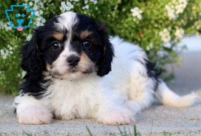 Blu Cavachon2 image