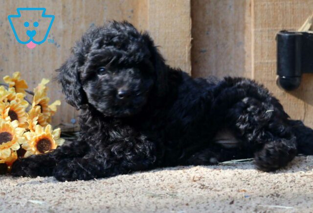 Bones Mini Poodle2 image