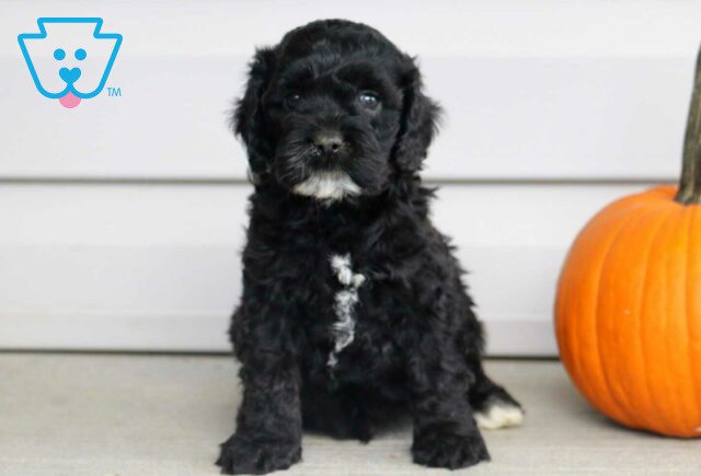 Boots Cockapoo image
