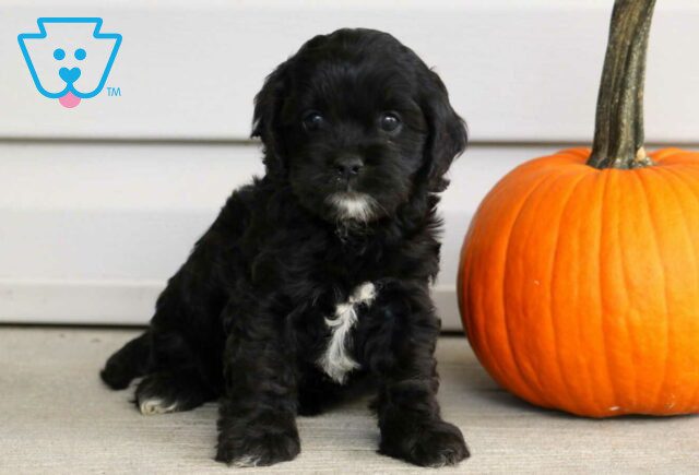 Brooklyn Cockapoo image