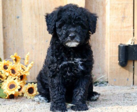 Bubba Mini Poodle
