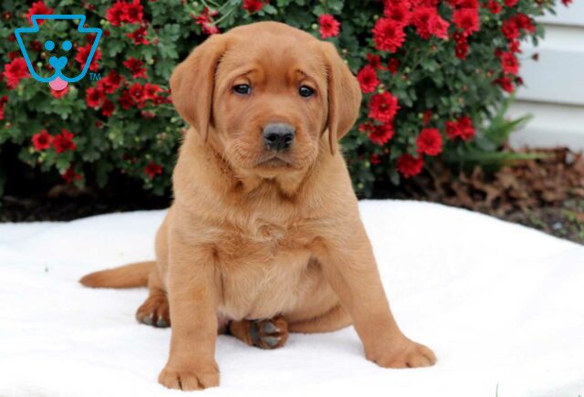 Buddy Lab image
