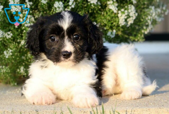 Buttercup Cavachon2 image