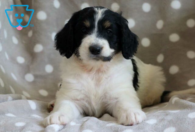 Calli Goldendoodle2 image