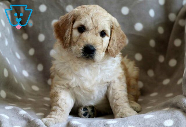 Charger Goldendoodle image