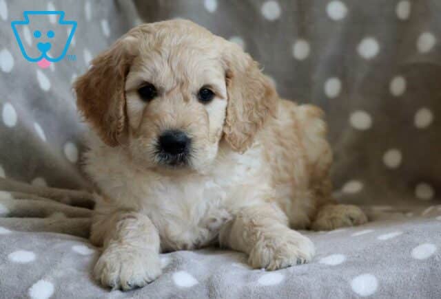Charger Goldendoodle2 image