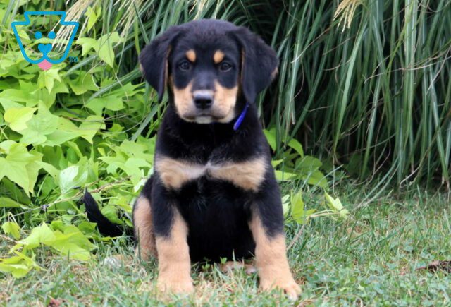 Charles Lab Mix image