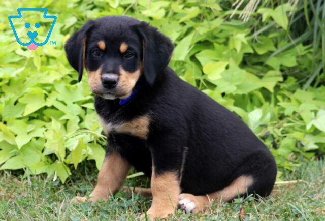 Charles Lab Mix2 image