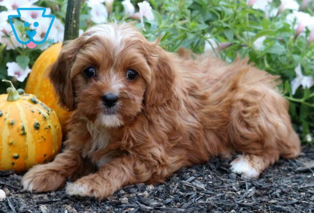 Charm Cavapoo image