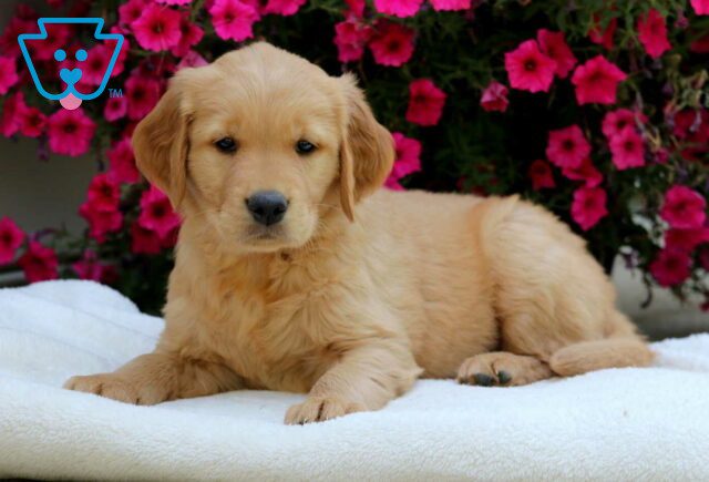 Chip Golden image