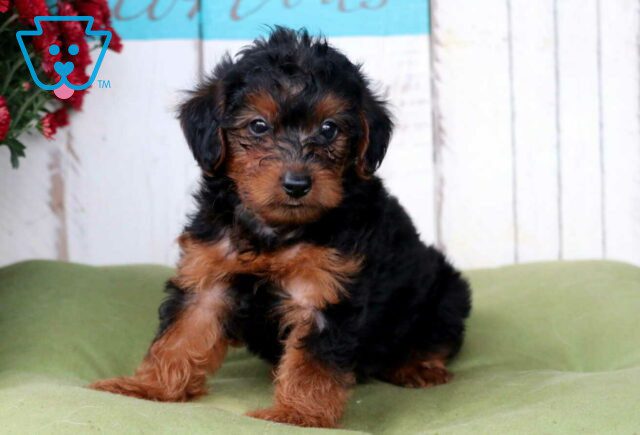 Chip Yorkiepoo image