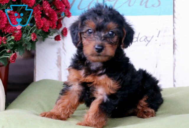 Chip Yorkiepoo2 image