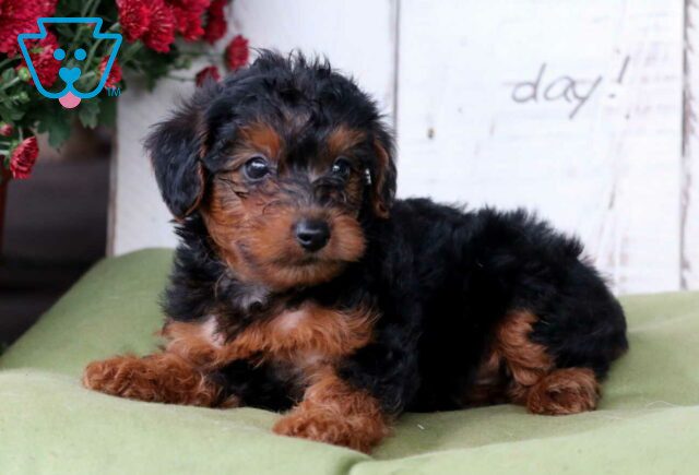 Chip Yorkiepoo3 image
