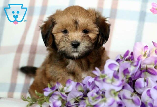 Chocolate Chip Shichon image