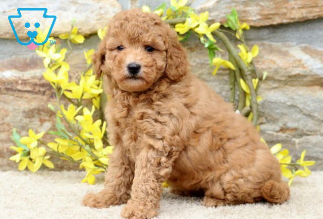 Clara Poodle Mix image