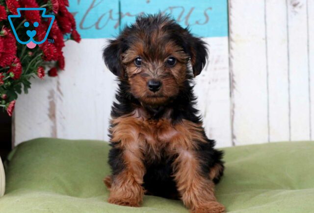 Clementine Yorkiepoo image