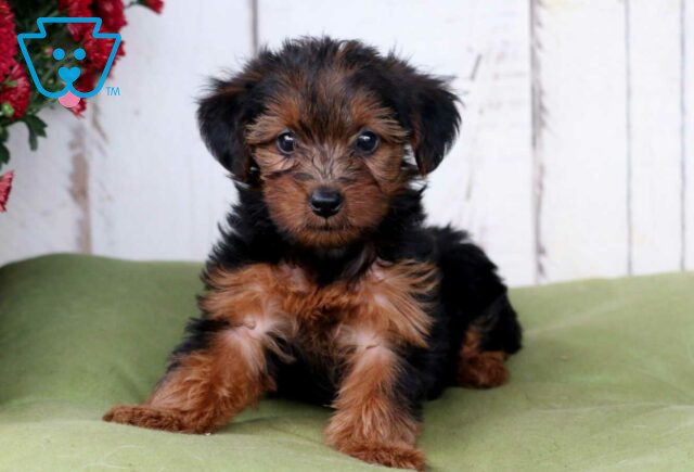 Clementine Yorkiepoo2 image