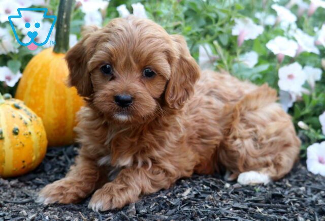 Cookie Cavapoo image