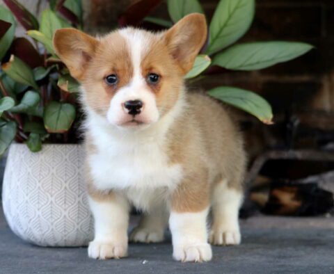Derek Corgi2