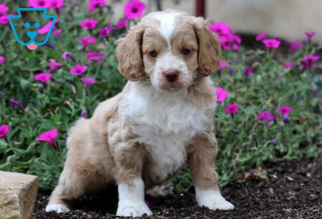 Dill Cockapoo image