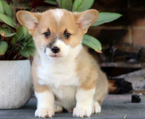 Domino Corgi