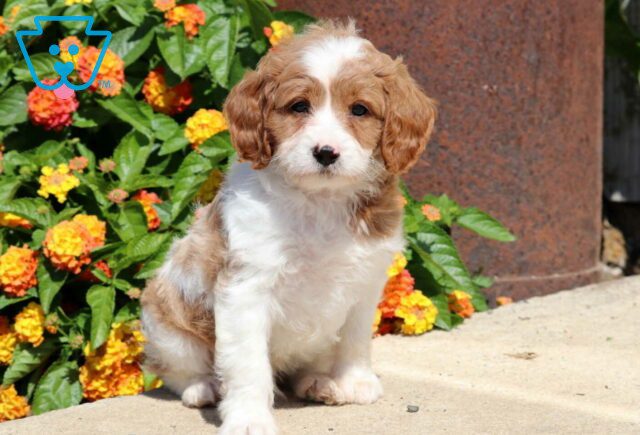 Easton Cavapoo image