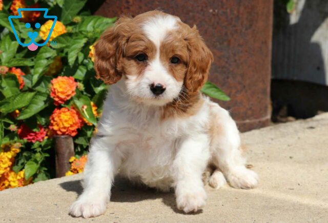 Easton Cavapoo2 image