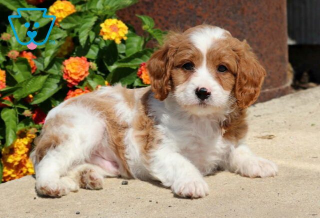 Easton Cavapoo3 image