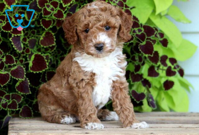 Echo Mini Poodle image