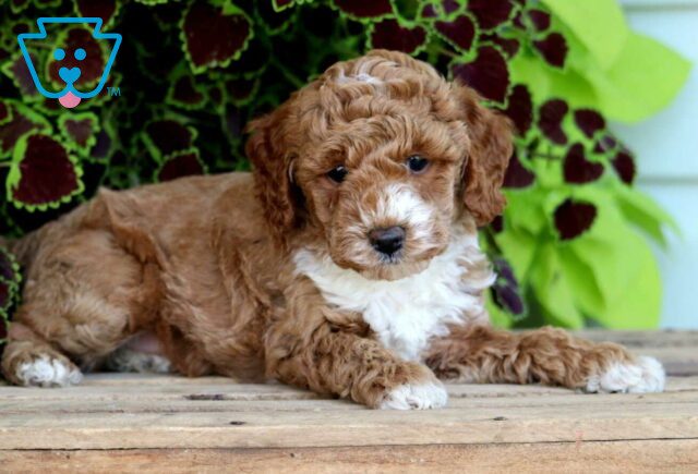 Echo Mini Poodle2 image