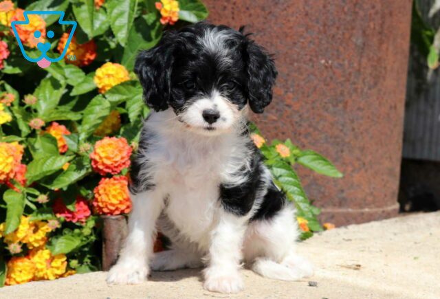 Erma Cavapoo image