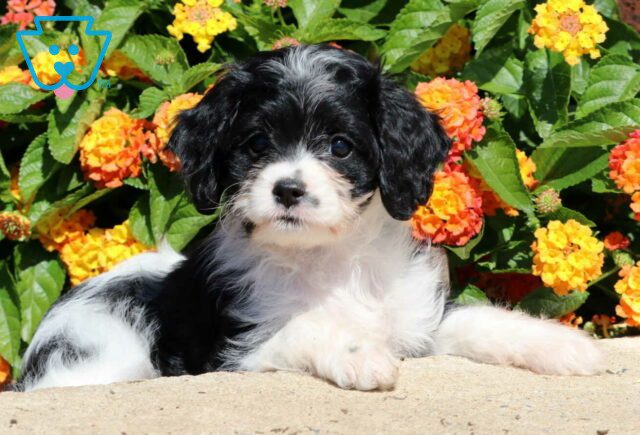 Erma Cavapoo2 image