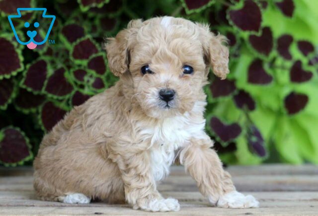 Evan Mini Poodle image