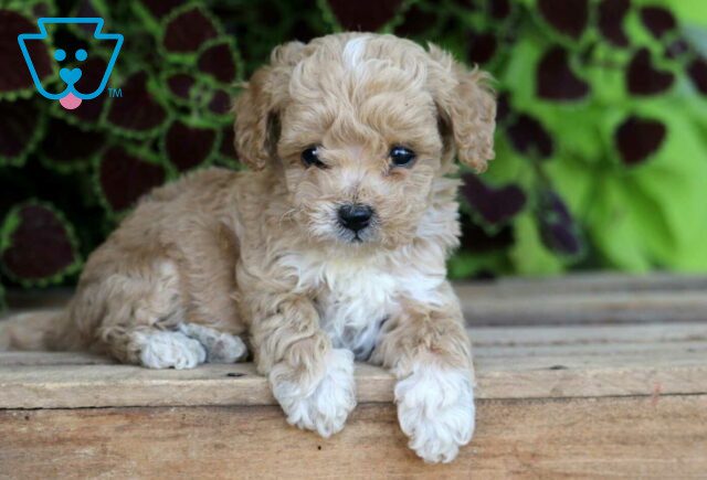 Evan Mini Poodle2 image