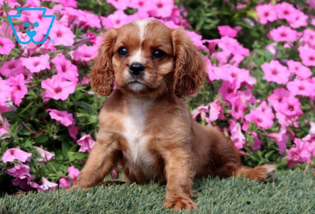 Fizz Cavalier2 image