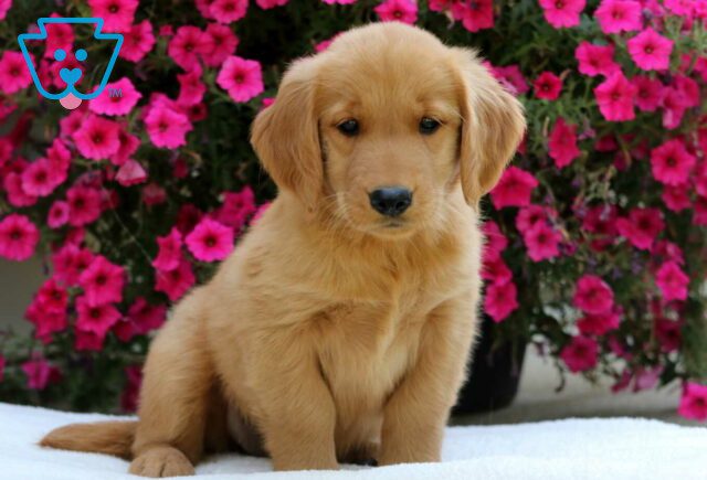 Gigi Golden image