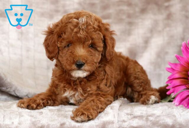 Gigi Mini Poodle image