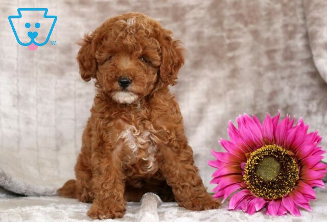 Gigi Mini Poodle2 image