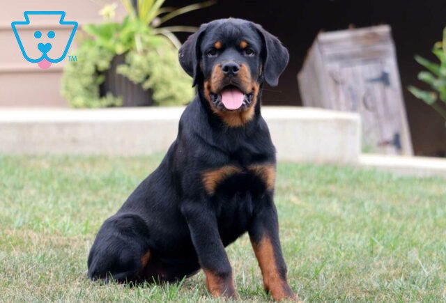 Gus Rottie Retake image