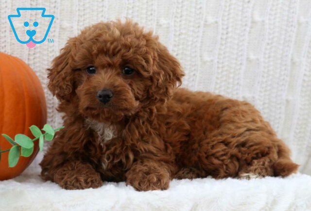 Haven Mini Poodle2 image