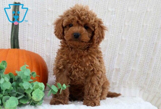 Hayden Mini Poodle image