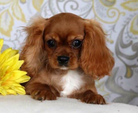 Honey Cavalier Retak